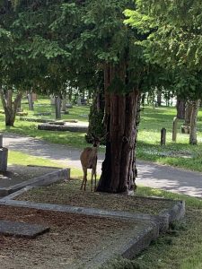 Another visitor to the cemetery