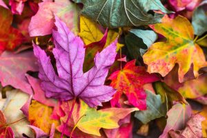 Colour autumn leaves in a pile