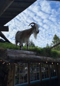 A goat standing on a rooftop and looking down at the camera.